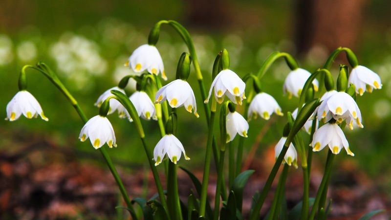 Snowdrops and Winter Aconite Snowdrops and Winter Aconite