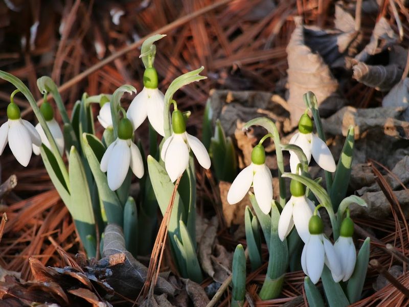 Snowdrops Snowdrops