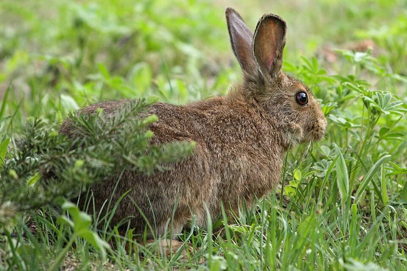 Snowshoe Hare Trades Summer Brown For Winter Camouflage Snowshoe Hare Trades Summer Brown For Winter Camouflage
