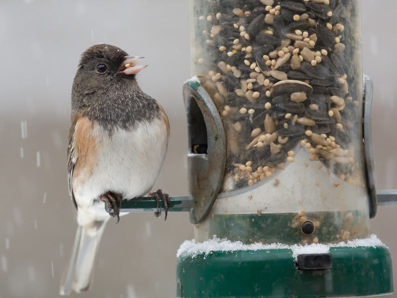 Snowy Weather Can Push Them Toward Feeders Snowy Weather Can Push Them Toward Feeders