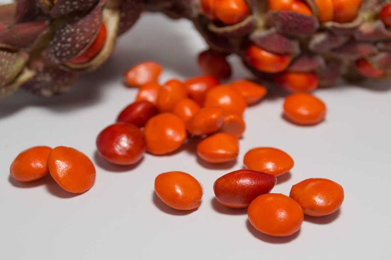Soak And Rub Away The Waxy Red Coating