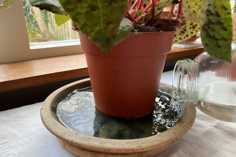 Soak Pots To Flush Out Soil-Dwelling Pests