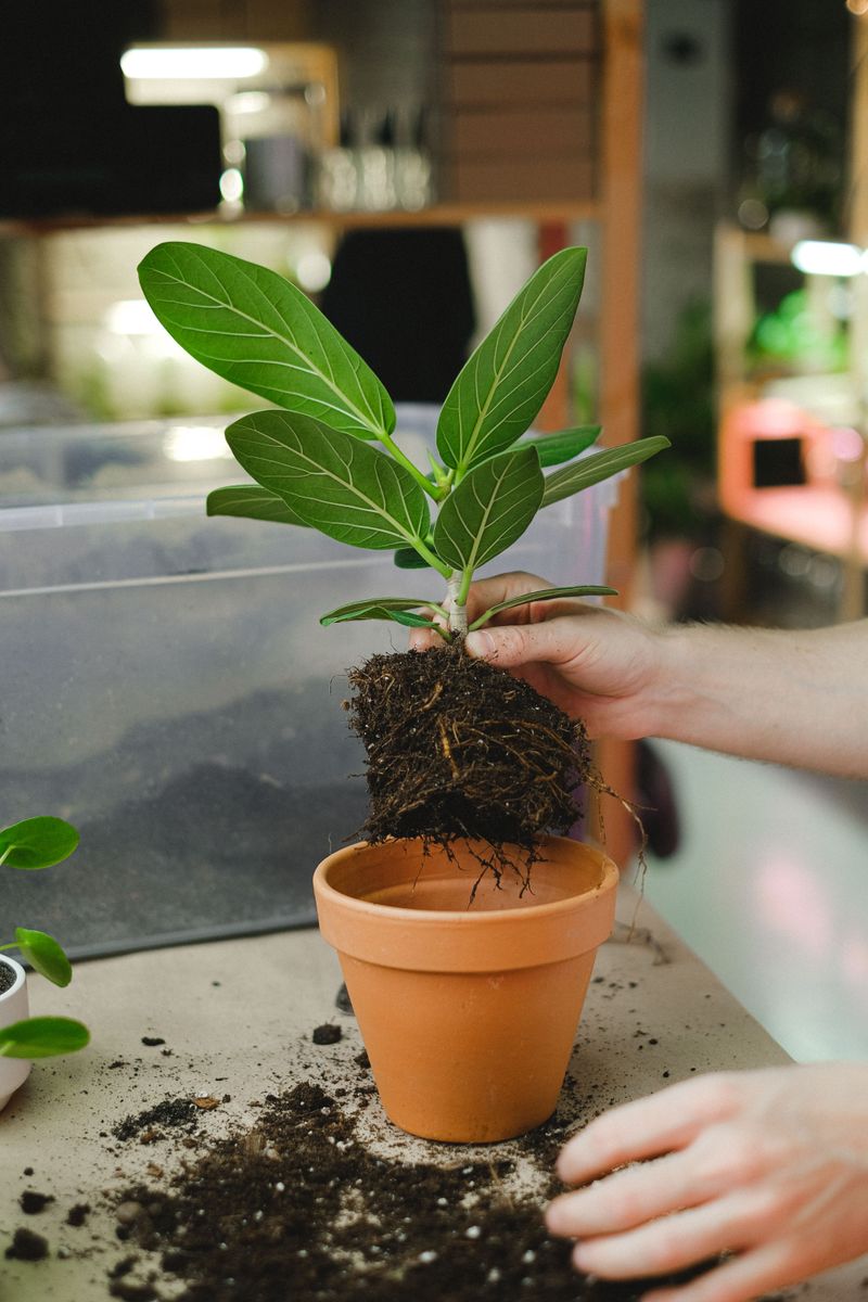 Soak The Root Ball To Evict Hidden Hitchhikers Soak The Root Ball To Evict Hidden Hitchhikers