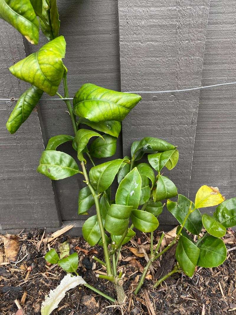 Soak The Root Zone Deeply Before Each Heat Wave