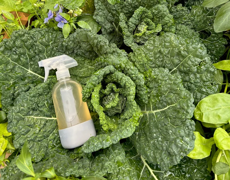 Soap And Oil Sprays Need Thorough Coverage