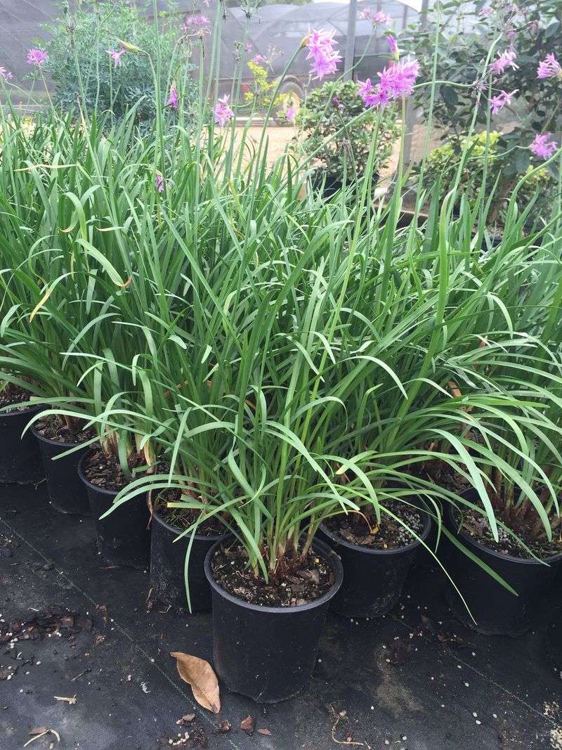 Society Garlic Society Garlic