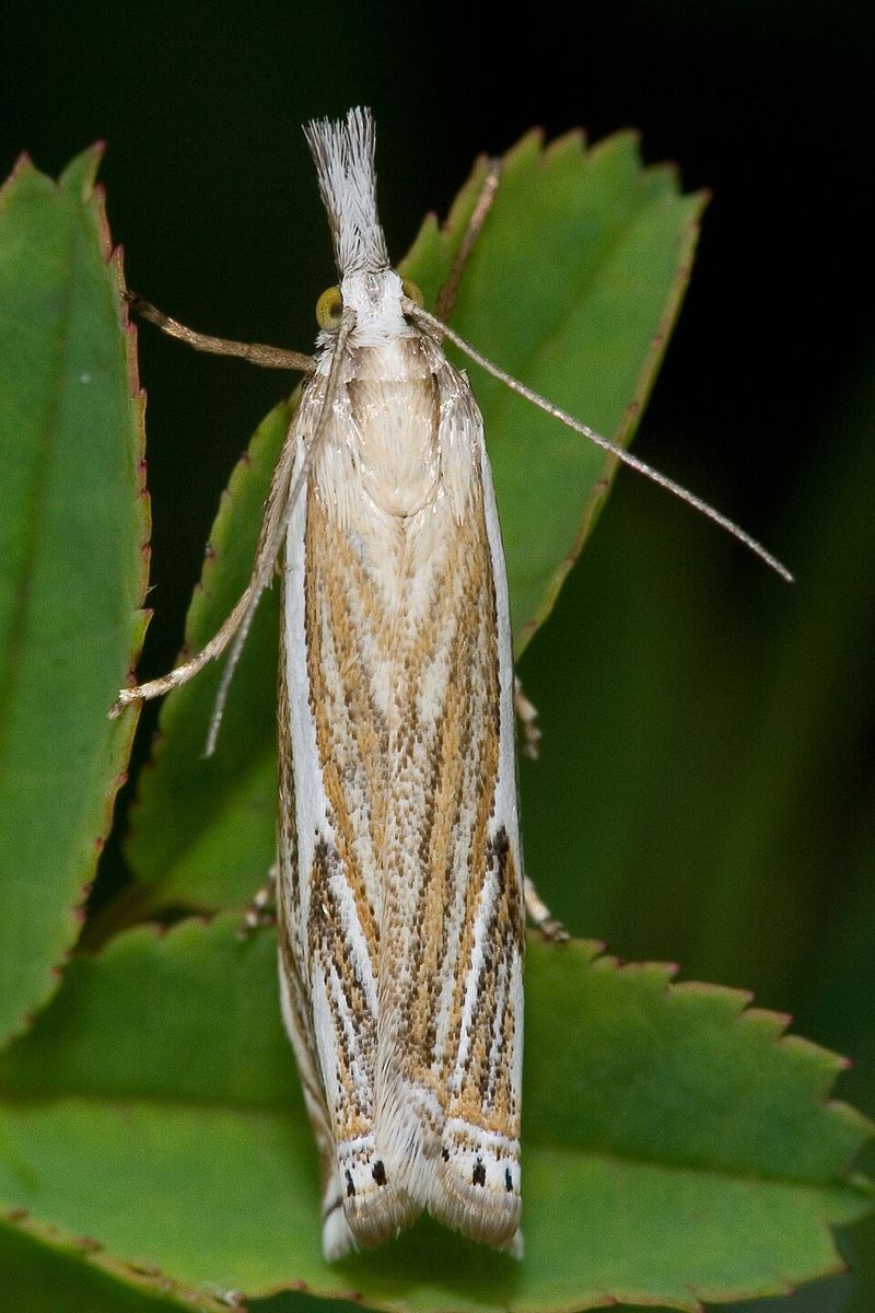Sod Webworm Adults Behind The Ankle-High Flutter Sod Webworm Adults Behind The Ankle-High Flutter