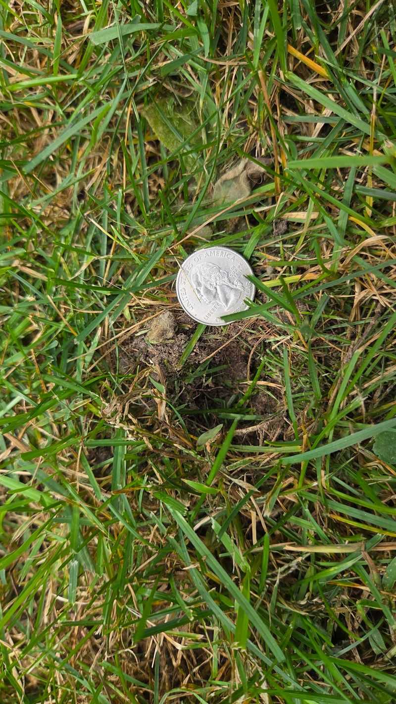 Sod Webworms Hiding In Burrows