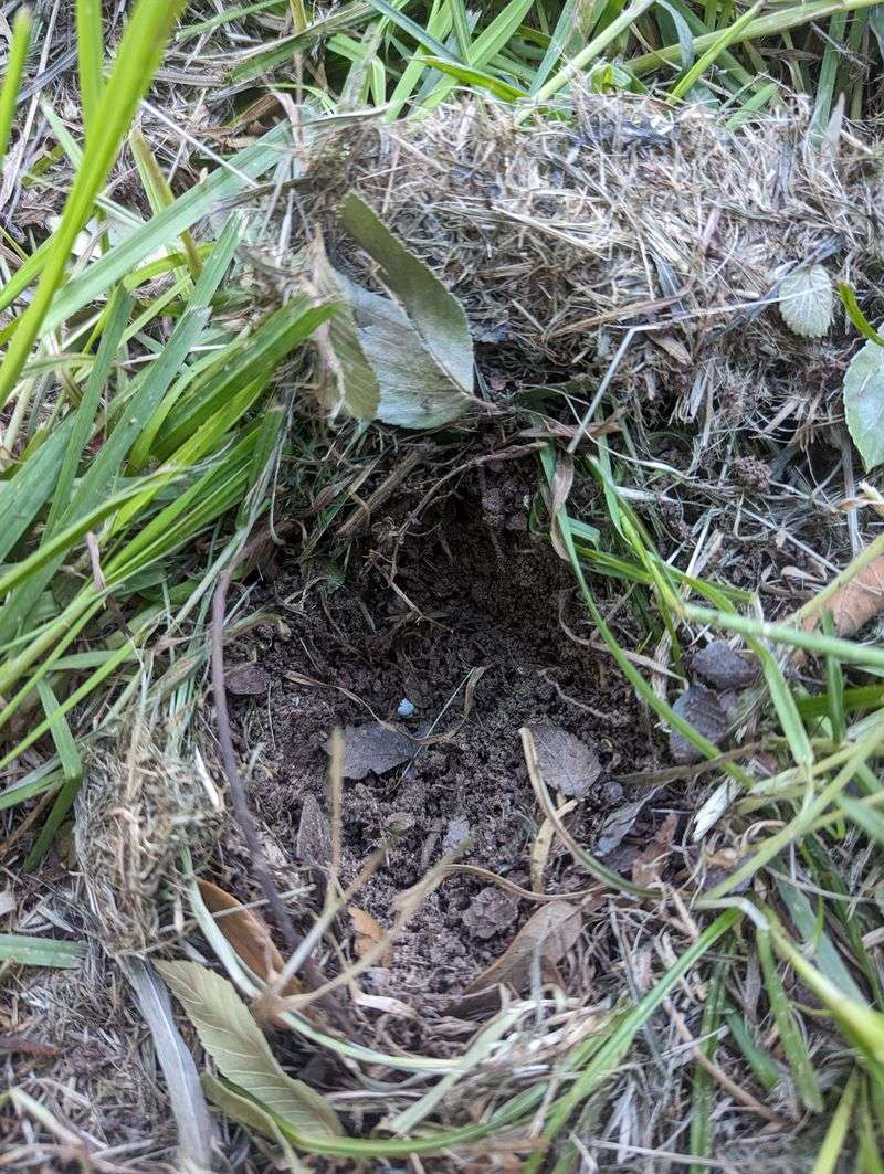 Soft Ground Can Make Digging Easier For Armadillos