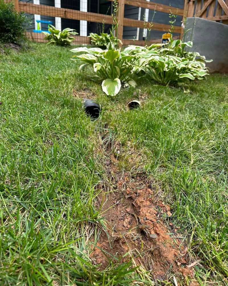 Soft Ground Makes It Easier For Them To Dig