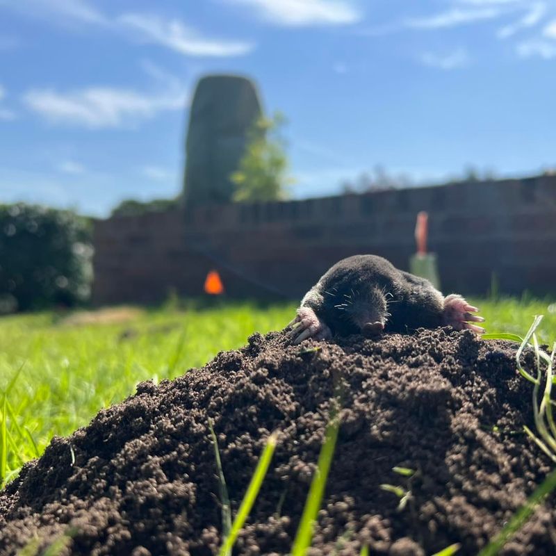 Soft, Moist Soil Makes Digging Easy Soft, Moist Soil Makes Digging Easy