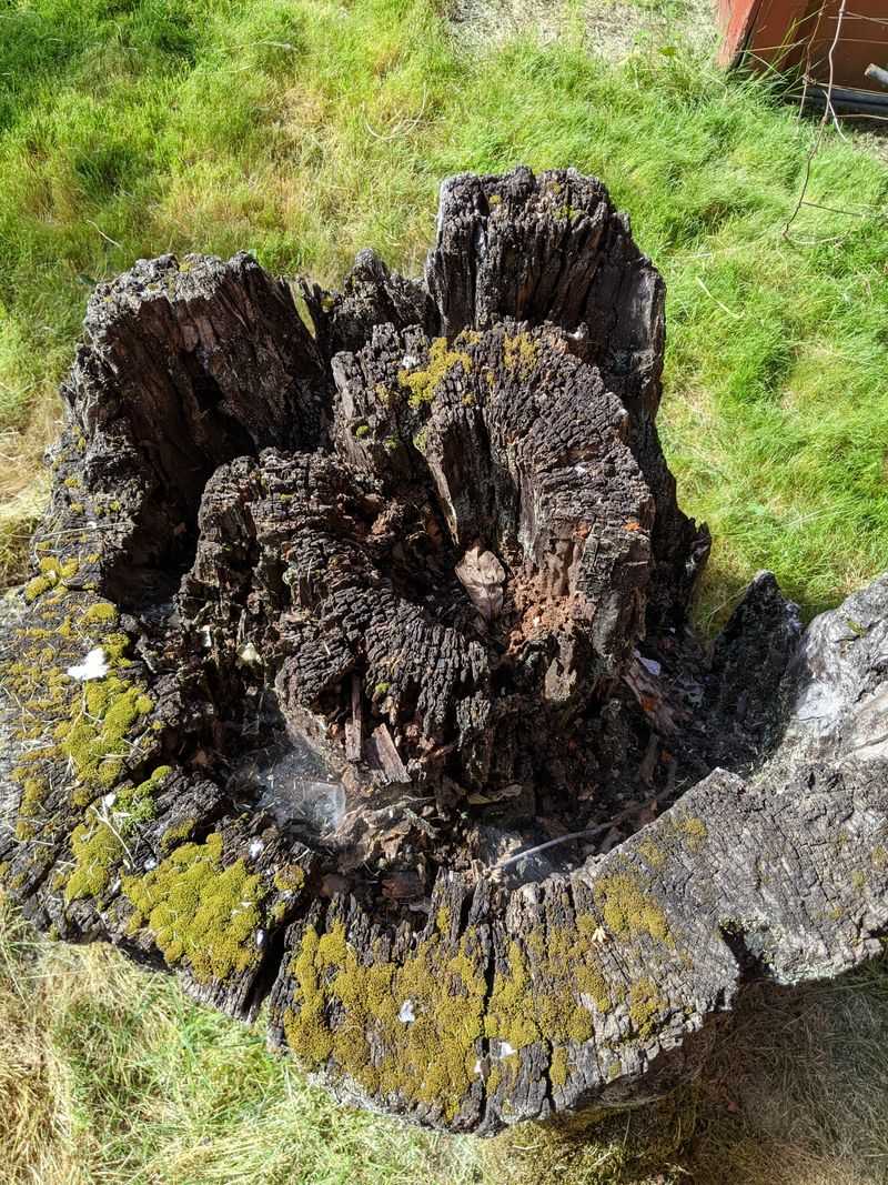 Soft Or Crumbling Wood Is A Sign Worth Taking Seriously Soft Or Crumbling Wood Is A Sign Worth Taking Seriously