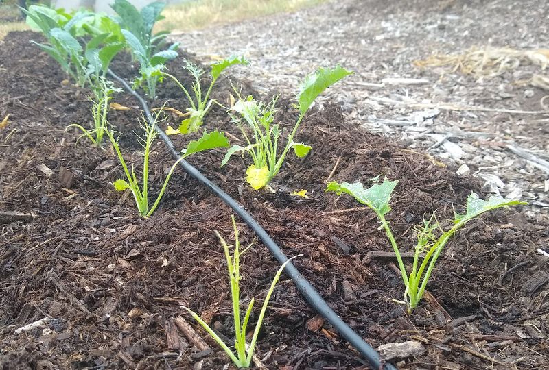 Soft Seedlings Face The Real Risk Soft Seedlings Face The Real Risk