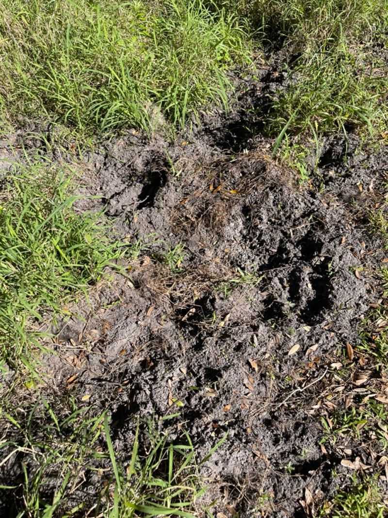 Soft Wet Ground Makes Buried Food Easier To Reach