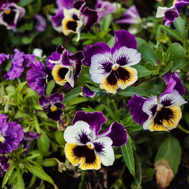 Soggy Soil Can Lead To Root Rot