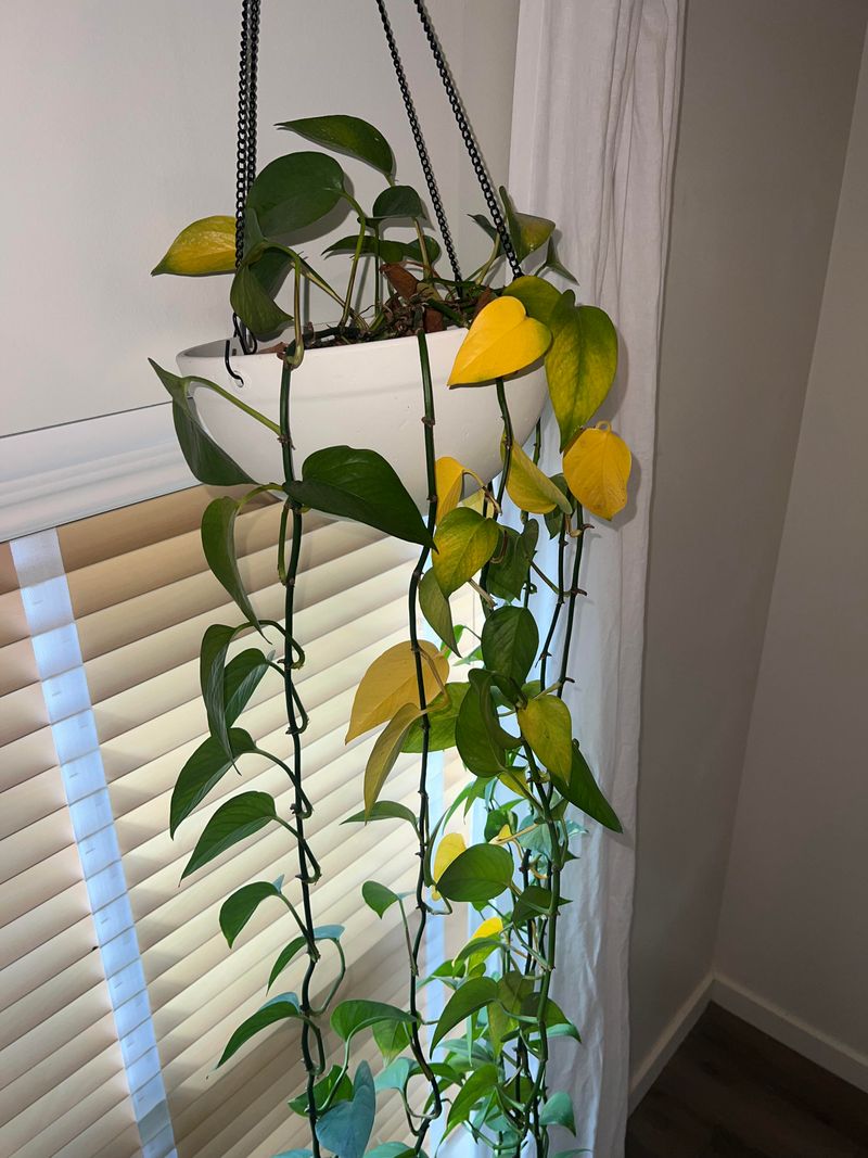 Soggy Soil Is Stressing The Roots