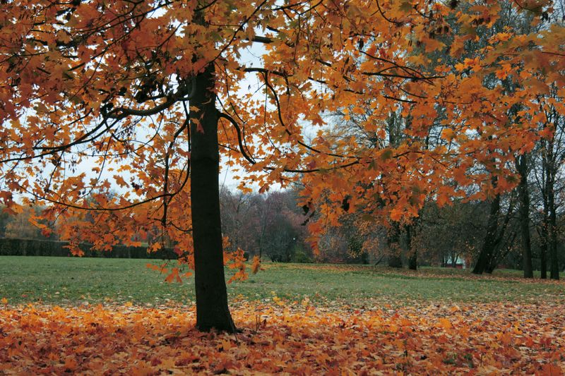 Soil And Growing Conditions Change Fall Displays Soil And Growing Conditions Change Fall Displays