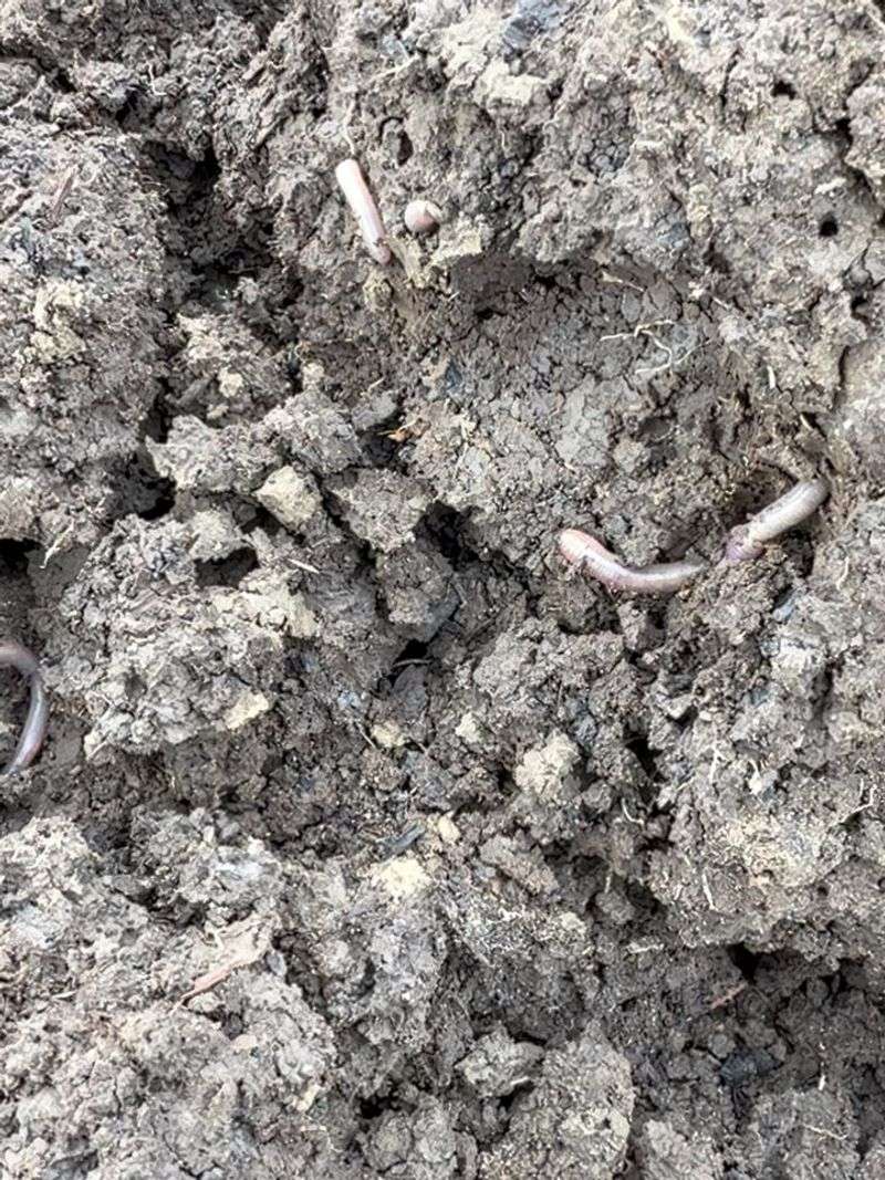 Soil Biology Slows During Extended Drought
