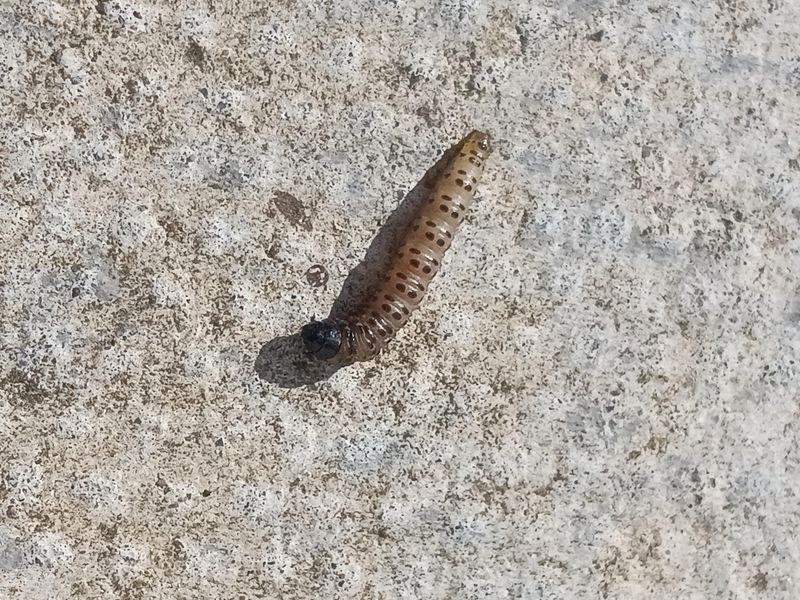Soil Checks And Treatment Timing For Leatherjackets