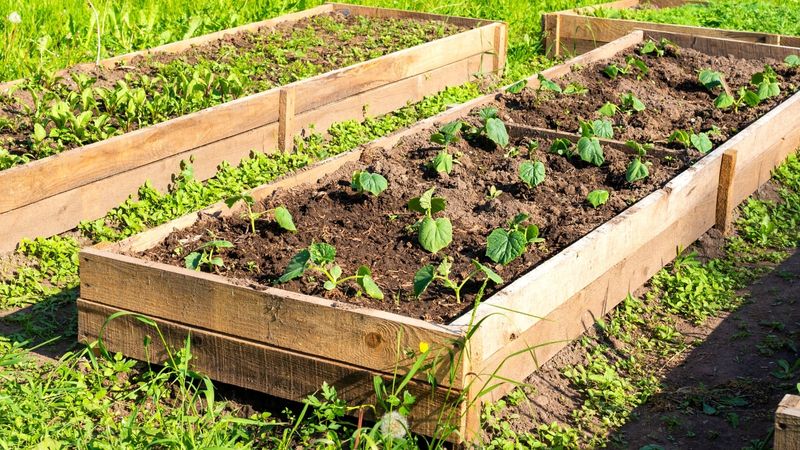 Soil Contact Is Where The Concern Begins