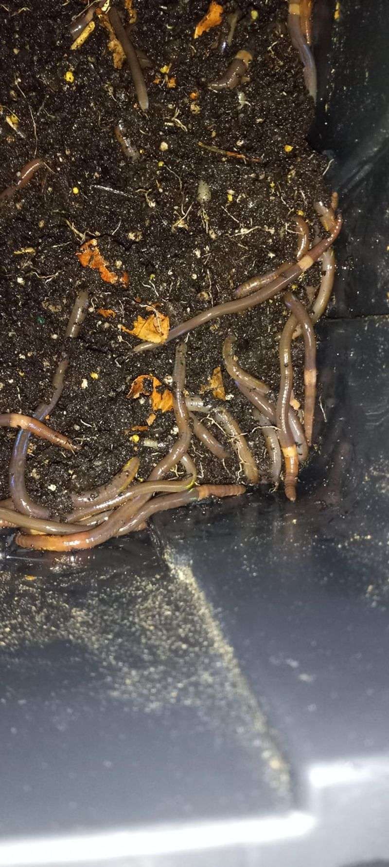 Soil Damage That Looks Like Coffee Grounds Soil Damage That Looks Like Coffee Grounds