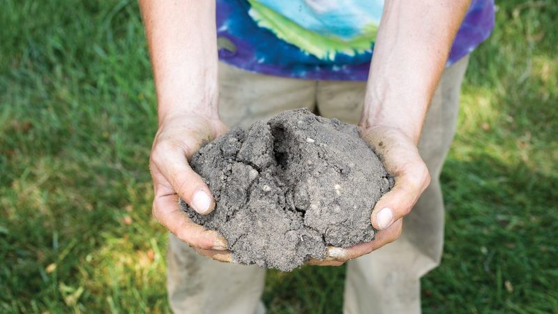 Soil Feels Hard Even After Watering