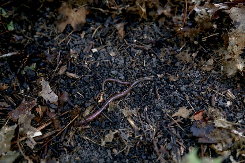 Soil Life Feeds On The Decomposing Leaves
