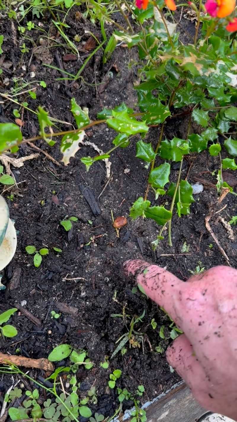 Soil Life Gets Disrupted