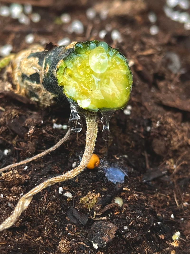 Soil Microbes Slow Down And Stall Soil Microbes Slow Down And Stall