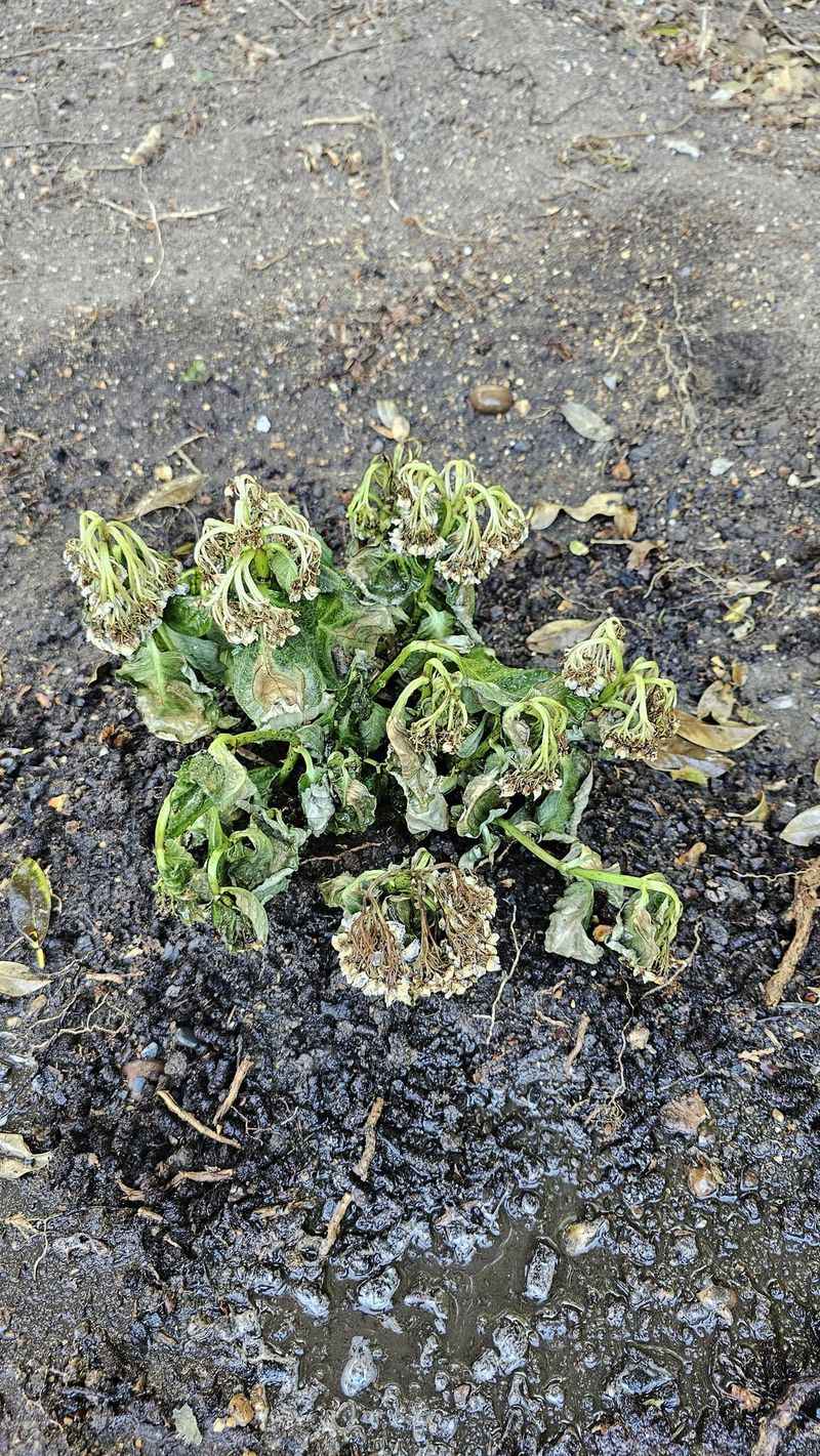 Soil Moisture May Still Be Off Soil Moisture May Still Be Off