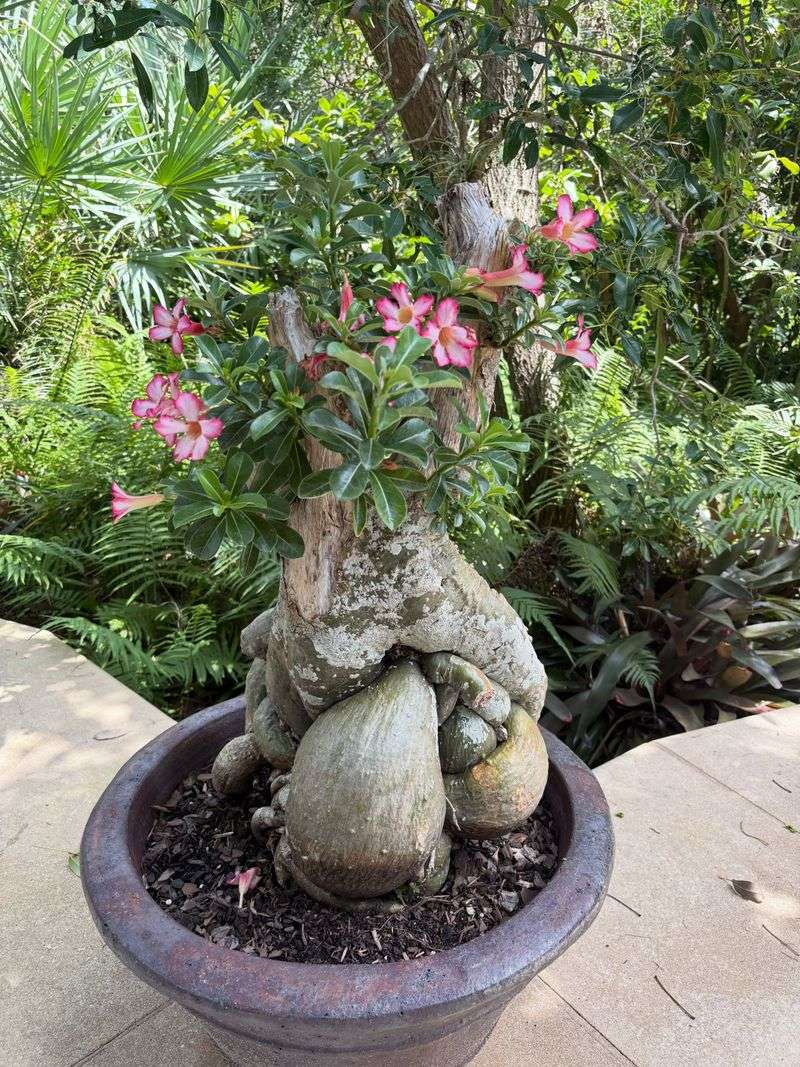 Soil, Pots, And Drainage Choices That Buy You Insurance