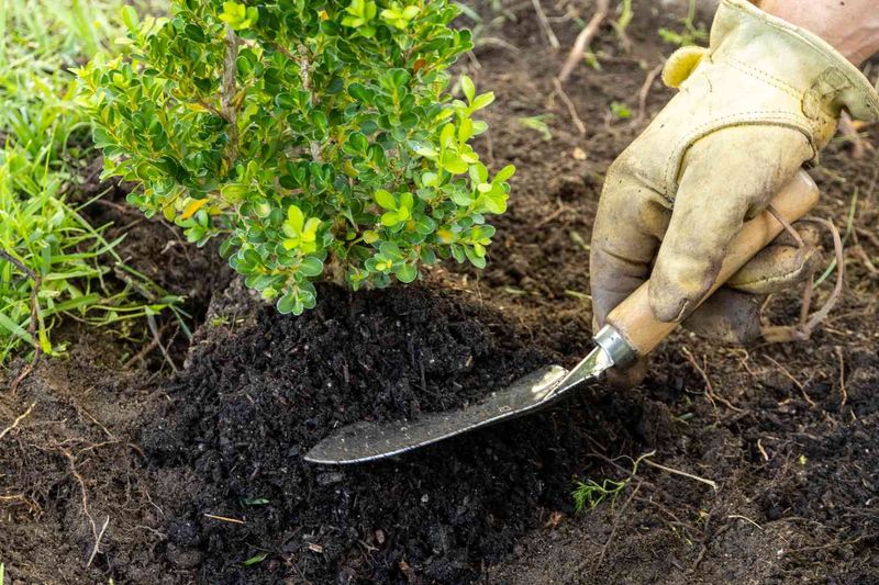 Soil Stays Toasty Enough For Roots To Race Ahead