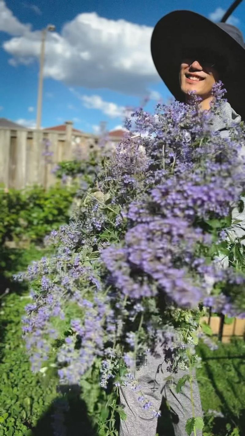 Soil, Sun, And Shearing Fixes For Fuller Plants Soil, Sun, And Shearing Fixes For Fuller Plants