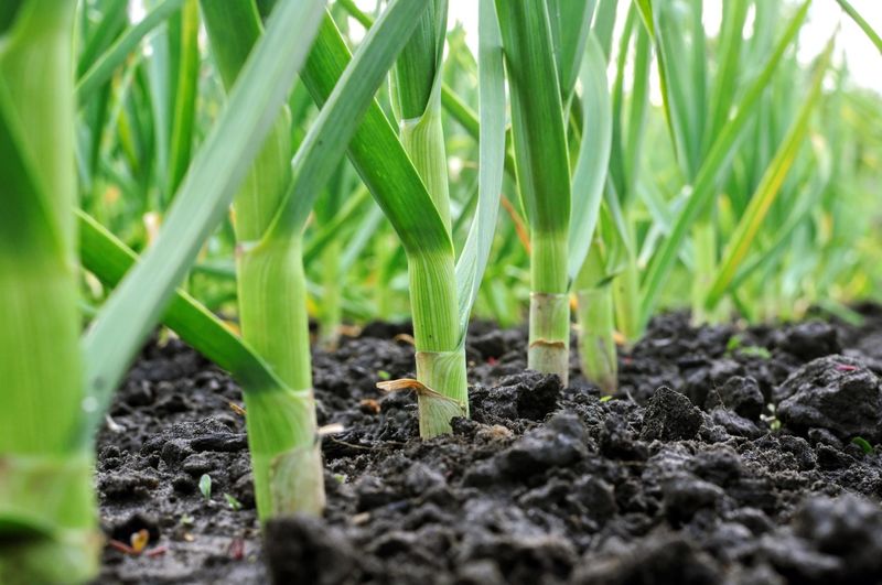 Soil Temperature Underground Matters More Than The Air Above
