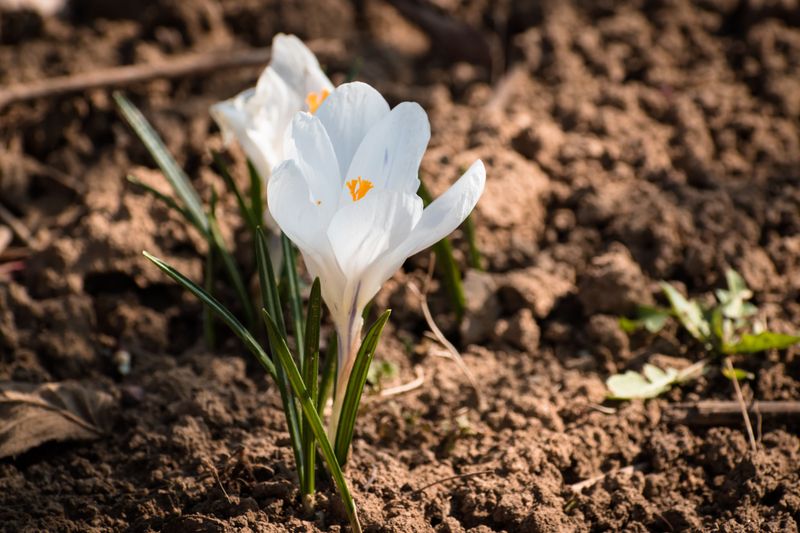 Soil That Stays Warm While Air Turns Cool