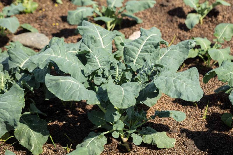 Soil pH Determines Nutrient Availability Soil pH Determines Nutrient Availability