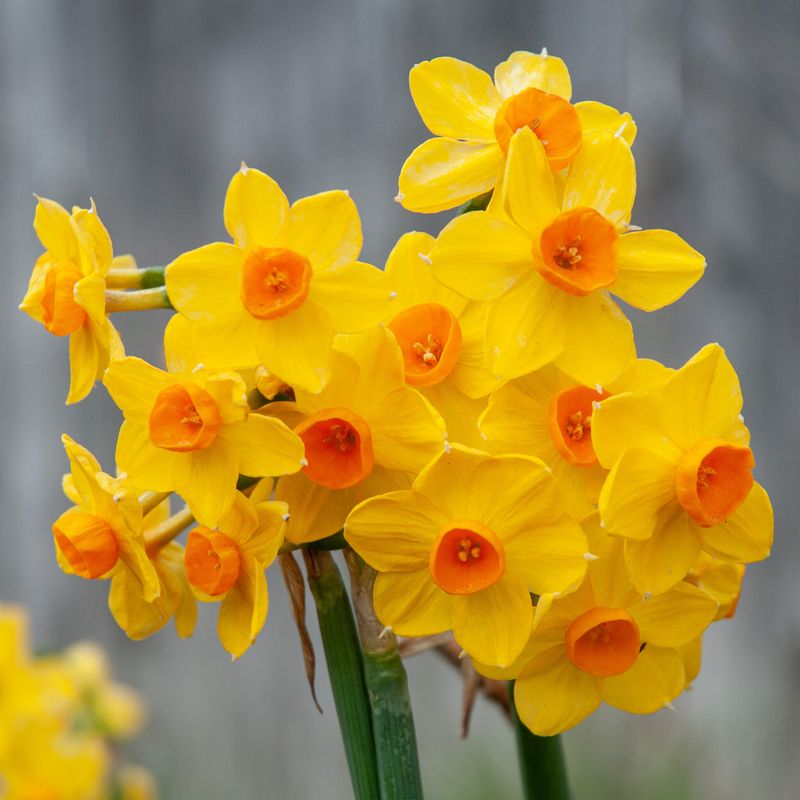 Soleil d'Or Narcissus
