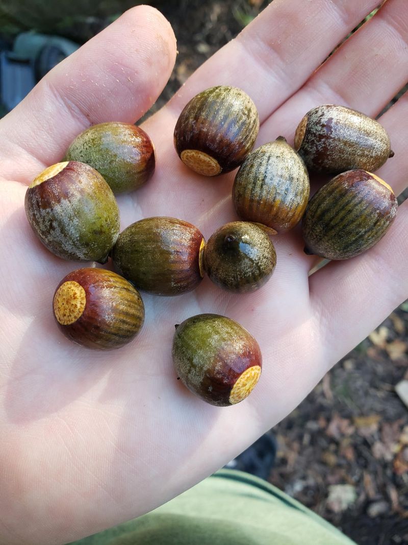 Some Acorns Fall Before They Finish Growing