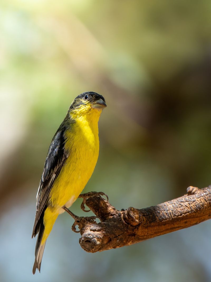 Some Arizona Yards May See More Goldfinch Activity