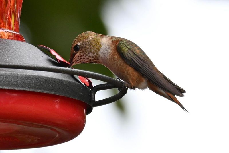 Some Birds Are Just Bolder