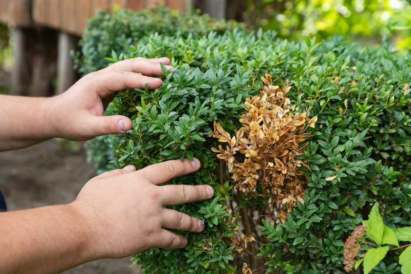 Some Boxwoods Are Simply More Prone To Bronzing