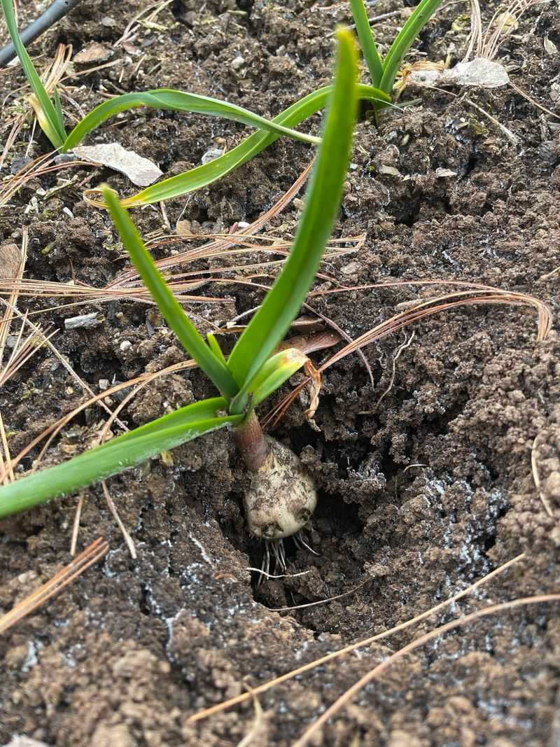 Some Bulbs Are More Attractive Than Others