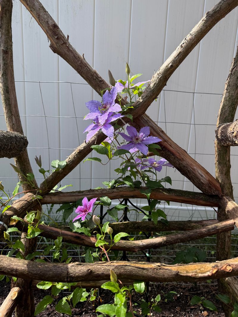 Some Clematis Bloom On Older Stems Some Clematis Bloom On Older Stems
