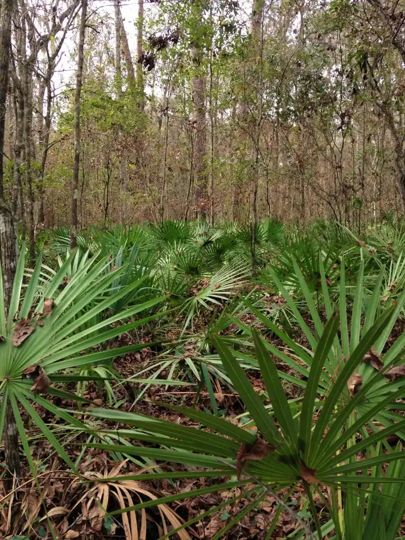 Some Clumps Are Older Than Most Countries