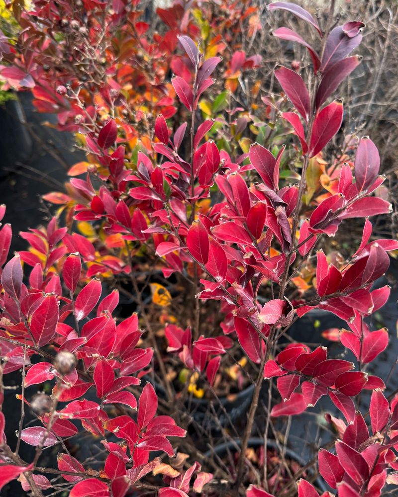 Some Crape Myrtle Varieties Naturally Turn Red Earlier Some Crape Myrtle Varieties Naturally Turn Red Earlier