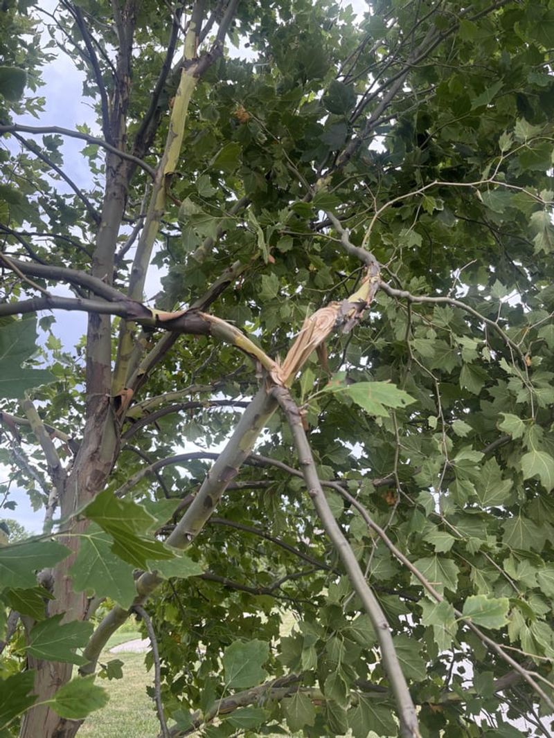 Some Damaged Limbs Some Damaged Limbs
