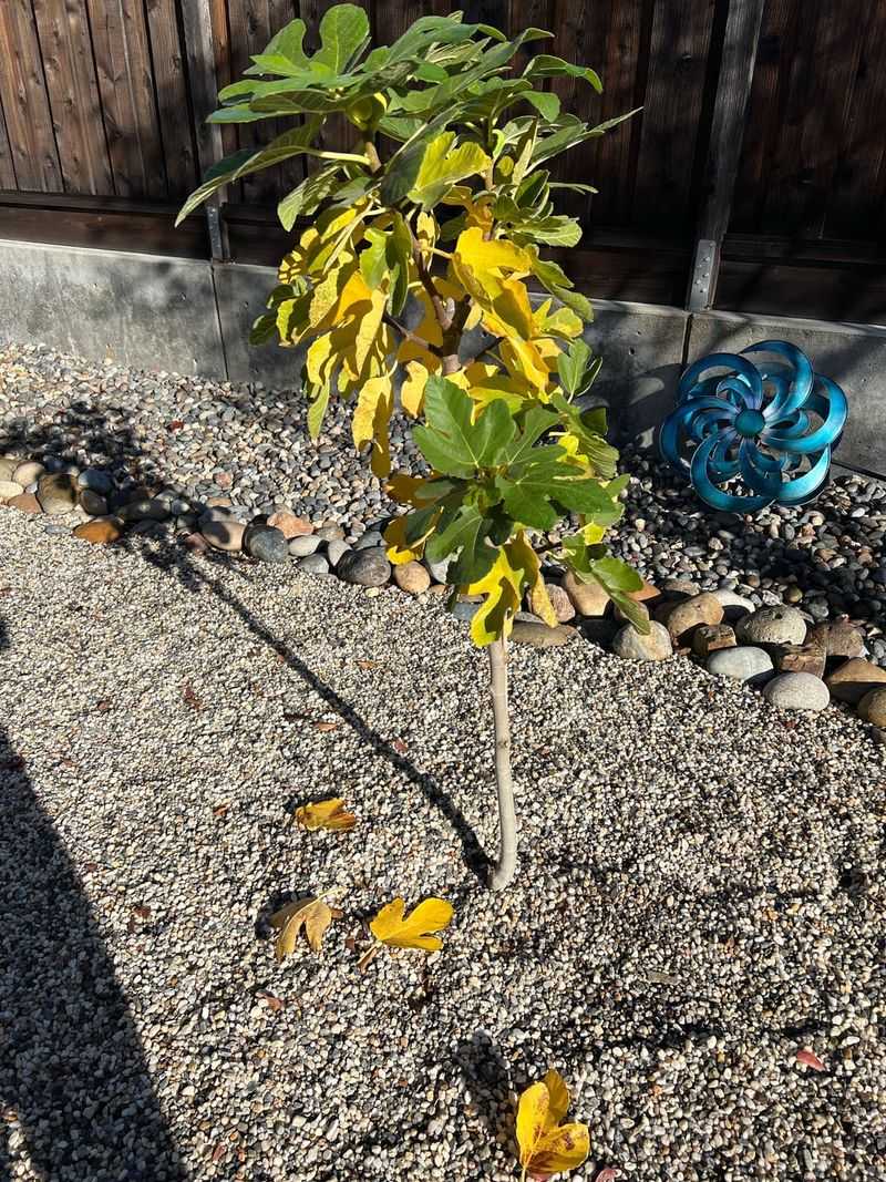 Some Fall Leaf Drop Is Completely Normal Some Fall Leaf Drop Is Completely Normal