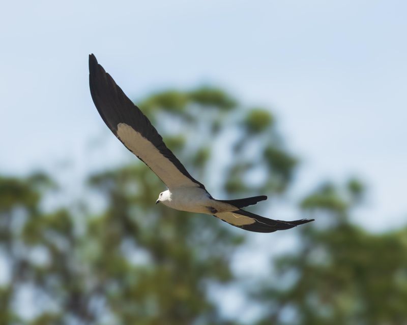 Some Florida Kites Leave Earlier Than Others Some Florida Kites Leave Earlier Than Others