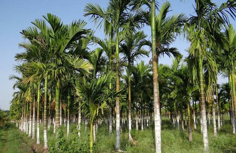 Some Florida Palms Naturally Shed Them Over Time Some Florida Palms Naturally Shed Them Over Time