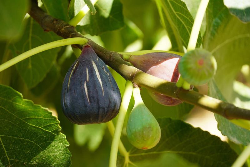 Some Fruit Loss Is Simply Normal